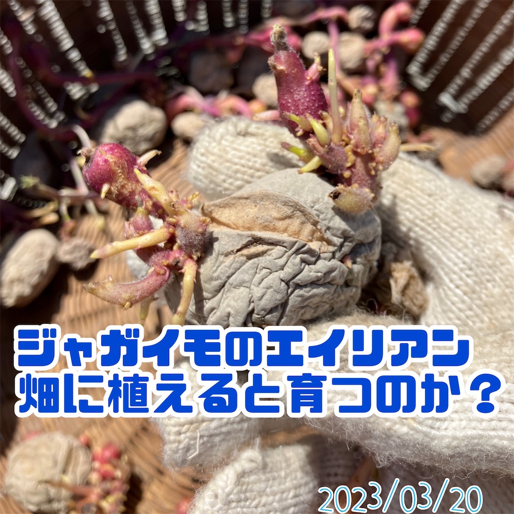 じゃがいものエイリアンは畑に植えると育つのか？ - 小庭菜園〜自然