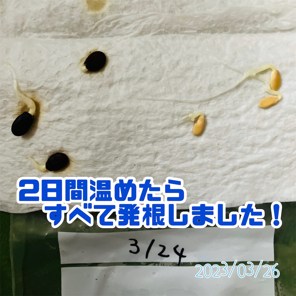 f:id:just_try:20230326131942j:image