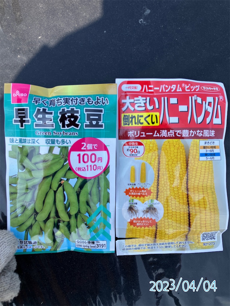 直植え】トウモロコシと枝豆の混植栽培2023 - 小庭菜園〜自然農法で