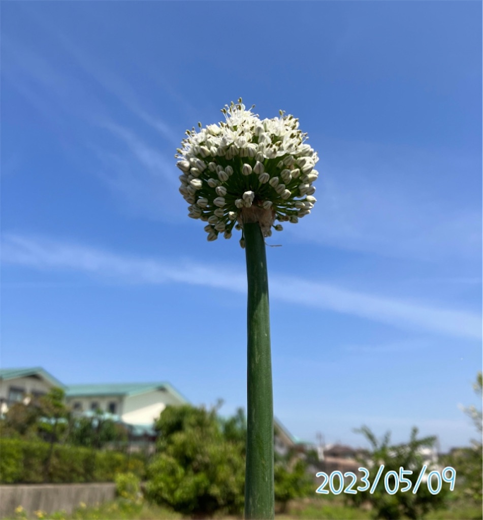 ネギ坊主観察記録〜玉ねぎはタネ取りできるのか？〜 - 小庭菜園〜自然