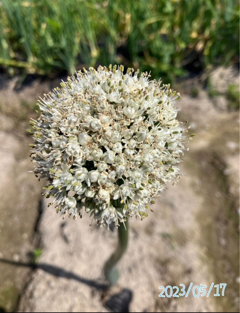 ネギ坊主観察記録〜玉ねぎはタネ取りできるのか？〜 - 小庭菜園〜自然