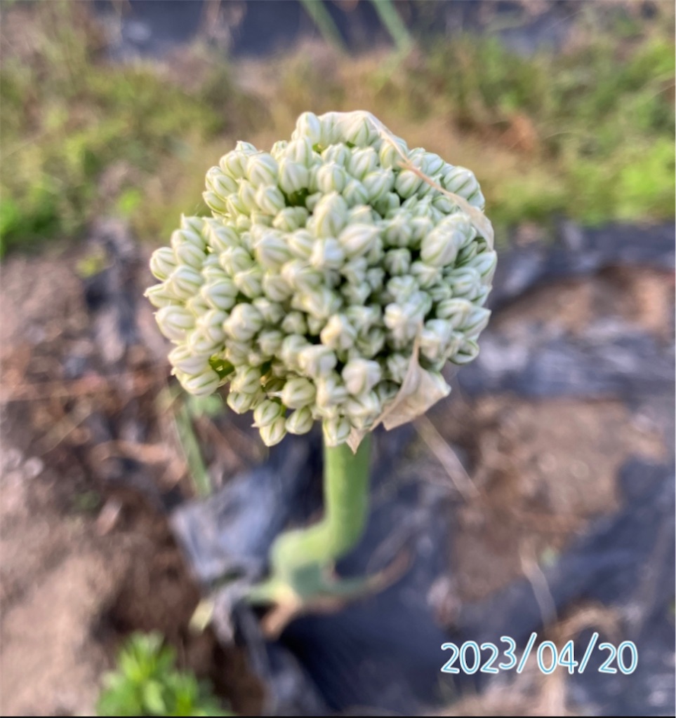 玉ねぎにネギ坊主ができた ネギ坊主がうまい :: デイリー