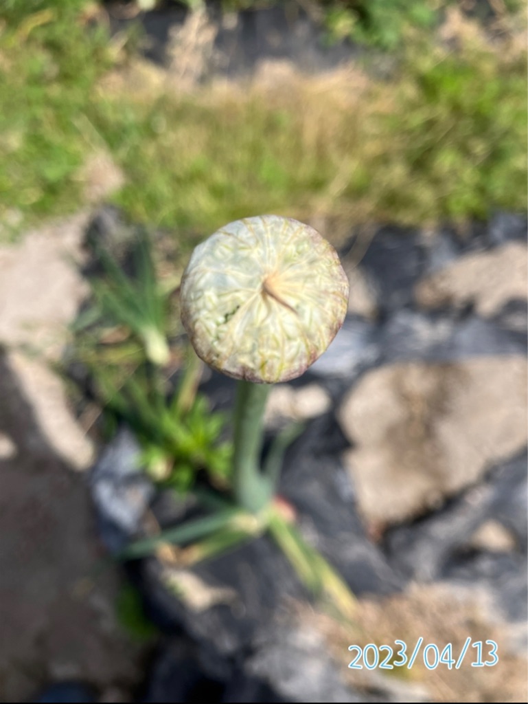 ネギ坊主観察記録〜玉ねぎはタネ取りできるのか？〜 - 小庭菜園〜自然