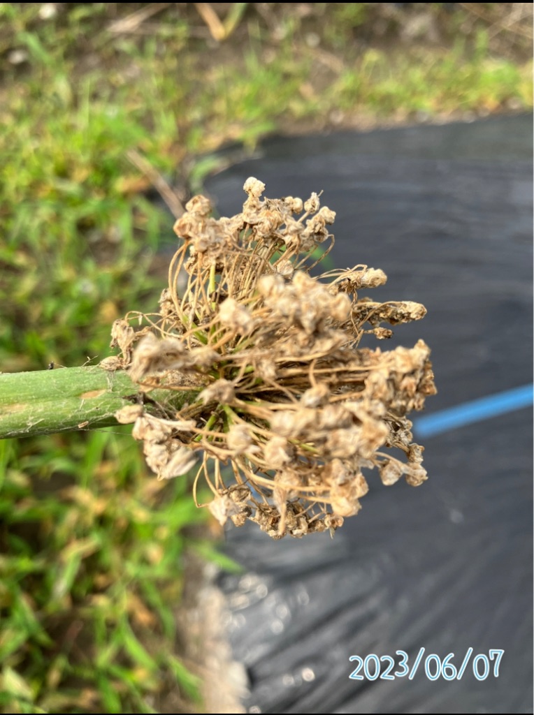 葱坊主 s-20170930213713151980.jpg