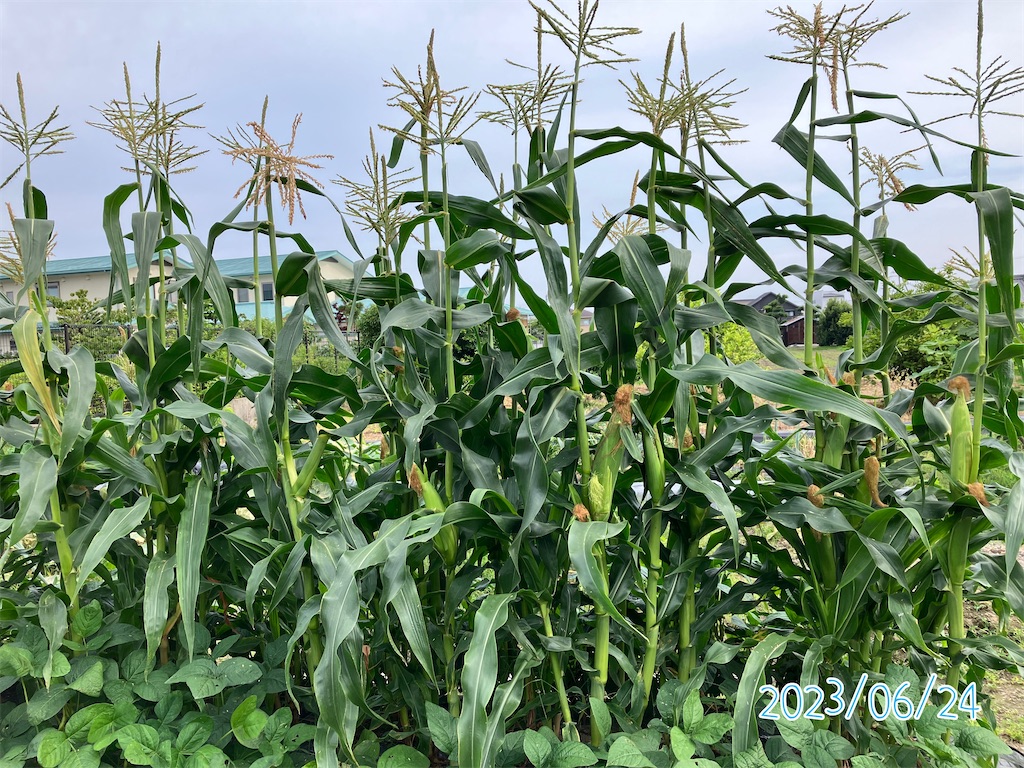 トウモロコシと枝豆の混植栽培】ハニーバンタム収穫記録2023 - 小庭菜園〜自然農法でやさい作り, image size:1024x768
