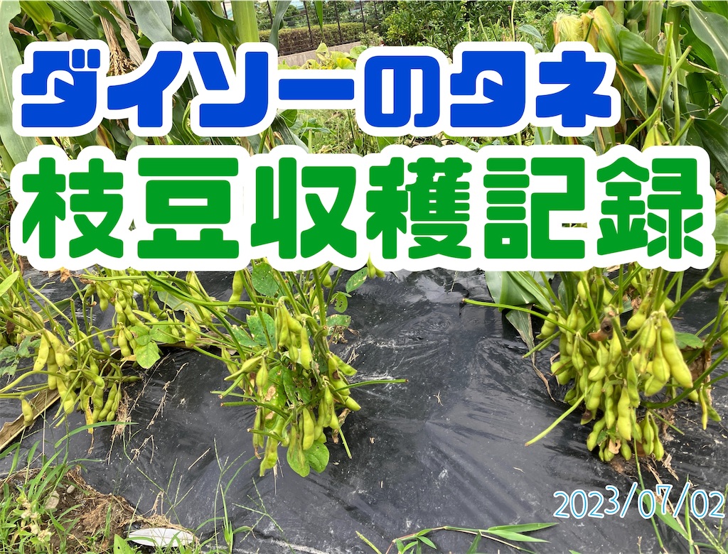eXrXi　とうもろこし12本と枝豆３キロ 2024daiiti_0160.jpg