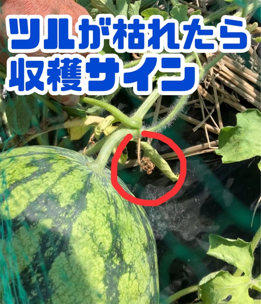 f:id:just_try:20230727174238j:image