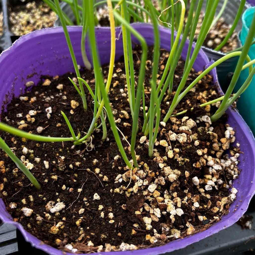 ぐれたくページ▽玉ねぎ苗 野菜・草花の種苗の通販は【太田種苗おおた