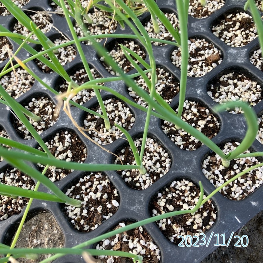 玉ねぎ育苗結果】苗を買うより自分でタネから育てるメリットは？(2023