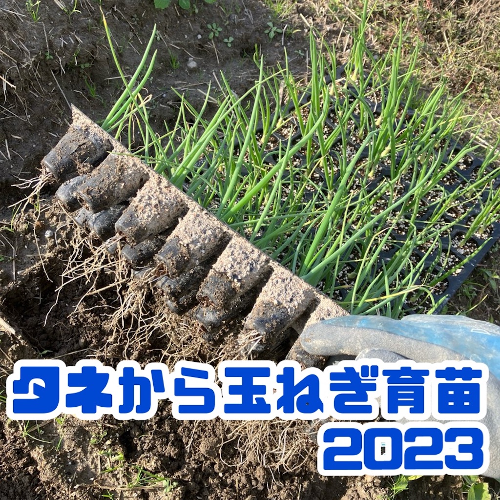 ゆうきさん専用　玉ねぎ苗 Amazon.co.jp: 玉ねぎ苗（超極早生）新春玉葱EX 100本 / 国華園