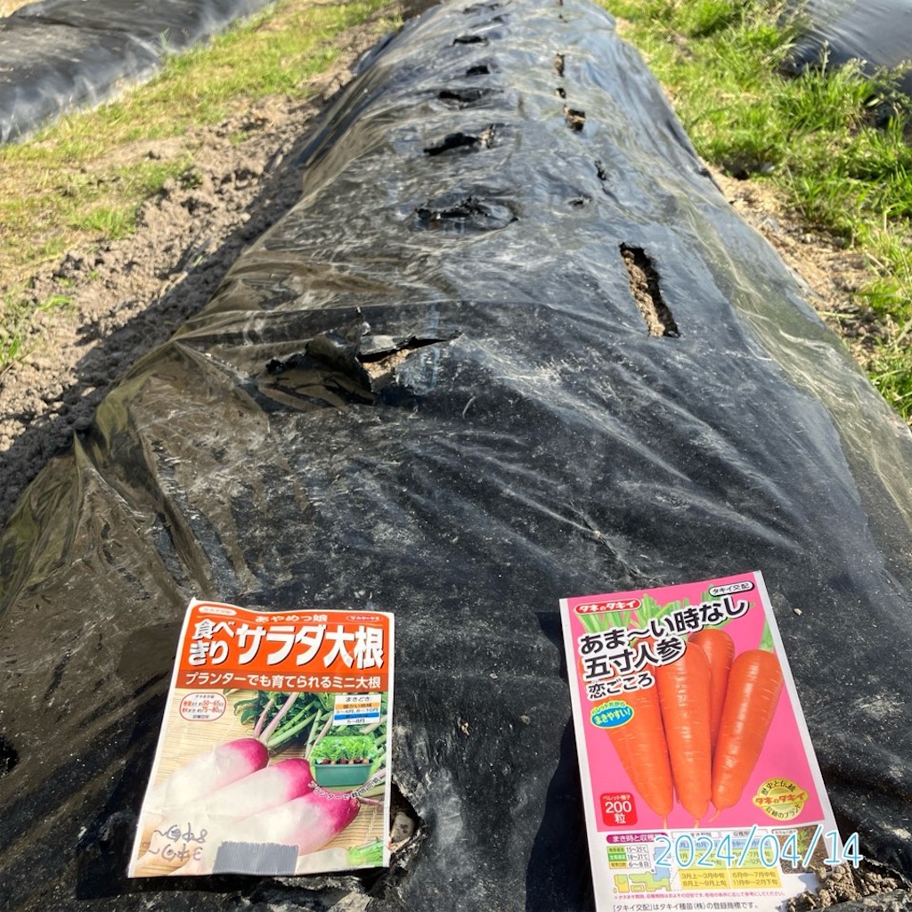人参 コンパニオン プランツ