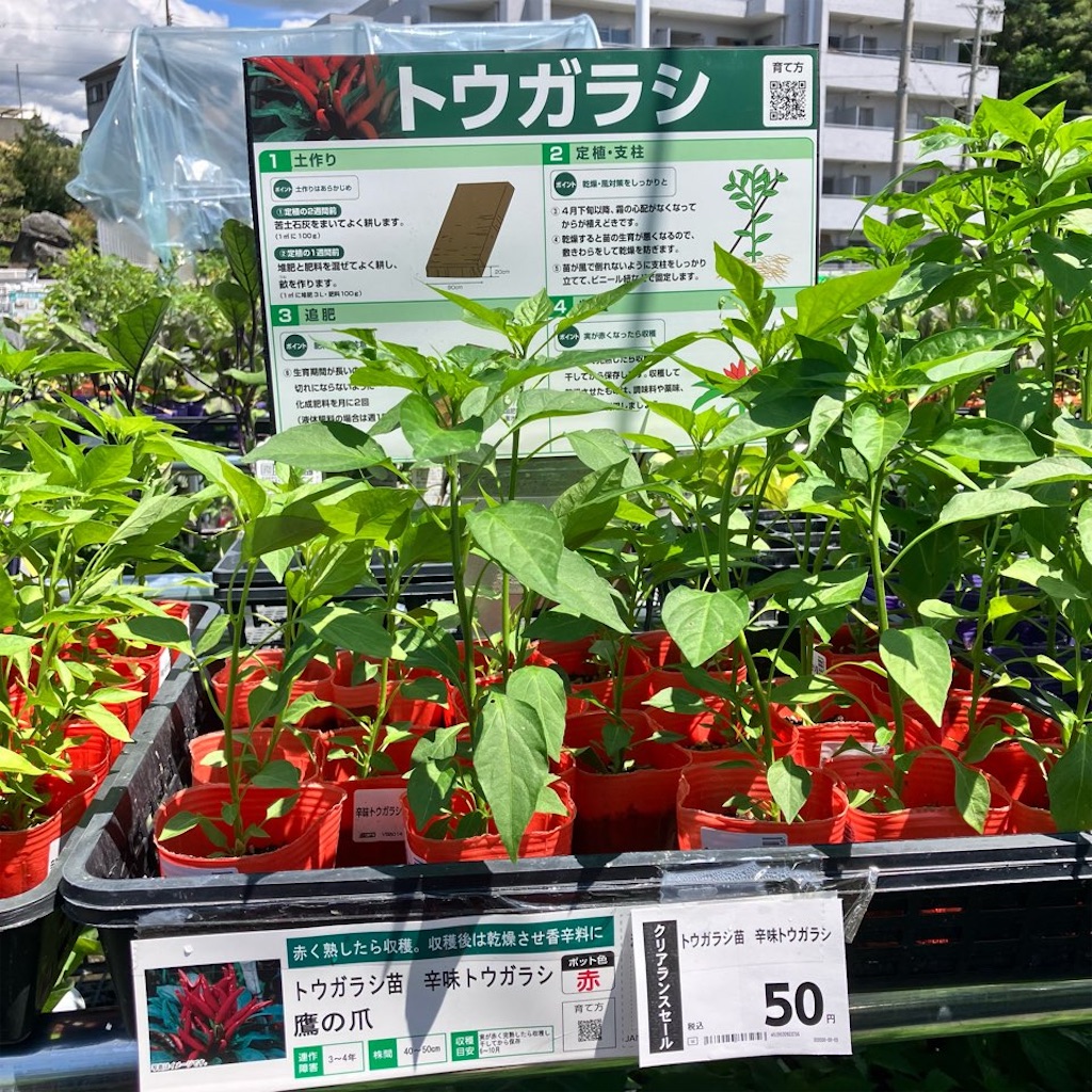 鷹 の 爪 の 育て 方