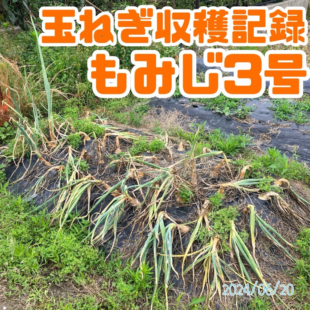 玉ねぎ収穫記録2024「もみじ3号」 - 小庭菜園〜自然農法でやさい作り