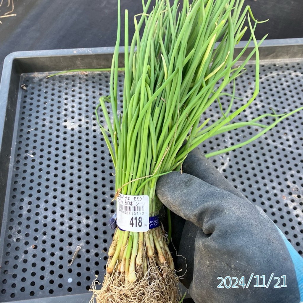 玉ねぎ栽培2024 - 小庭菜園〜自然農法でやさい作り