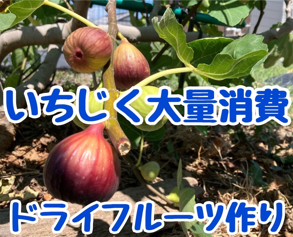 いちじくページ 000000002053_1_ivYxYxc_thumb.jpg