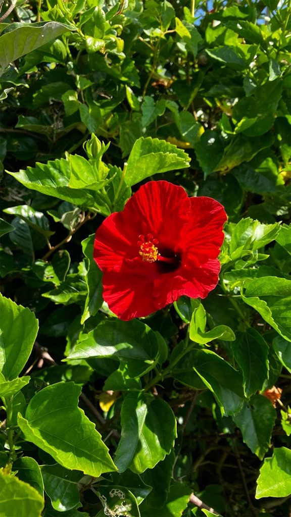 f:id:just_try:20250903165218j:image