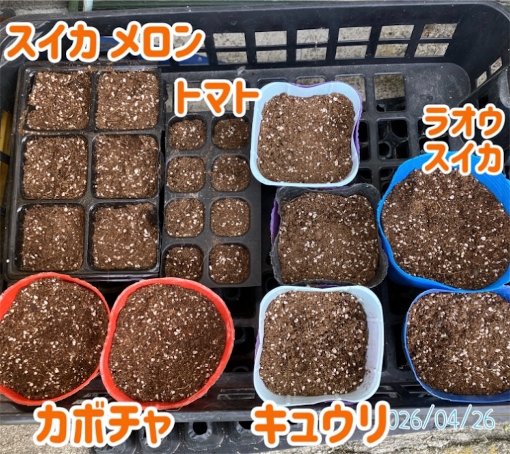 2026年夏野菜のタネ植え記録 - 小庭菜園〜自然農法でやさい作り