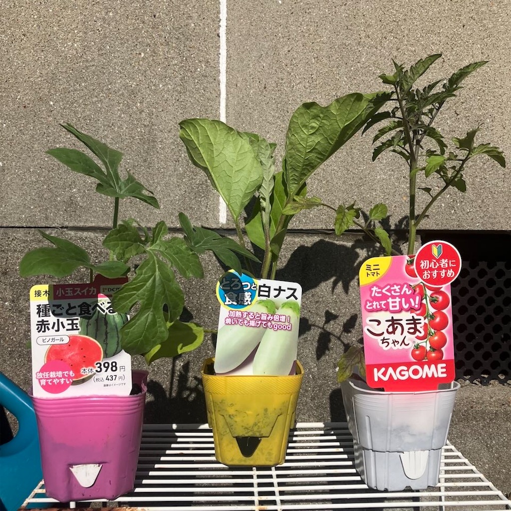 2026年夏野菜のタネ植え記録 - 小庭菜園〜自然農法でやさい作り