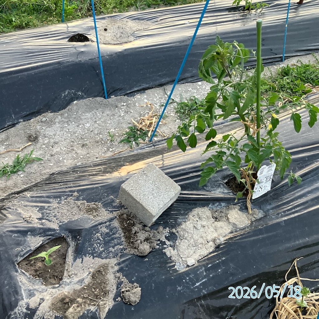トマトと混植】ひまわり栽培記録2026 - 小庭菜園〜自然農法でやさい作り トマトと混植】ひまわり栽培記録2026 - 小庭菜園〜自然農法でやさい作り