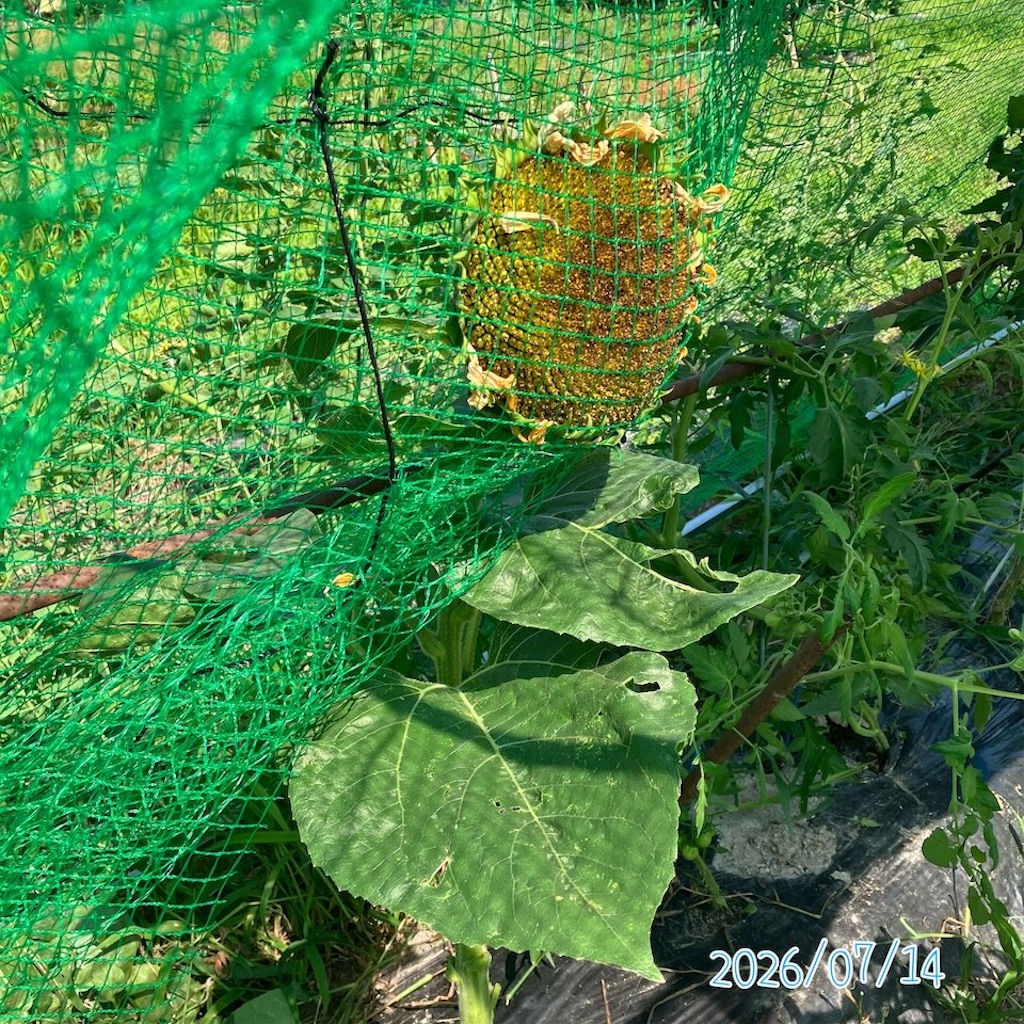 トマトと混植】ひまわり栽培記録2026 - 小庭菜園〜自然農法でやさい作り