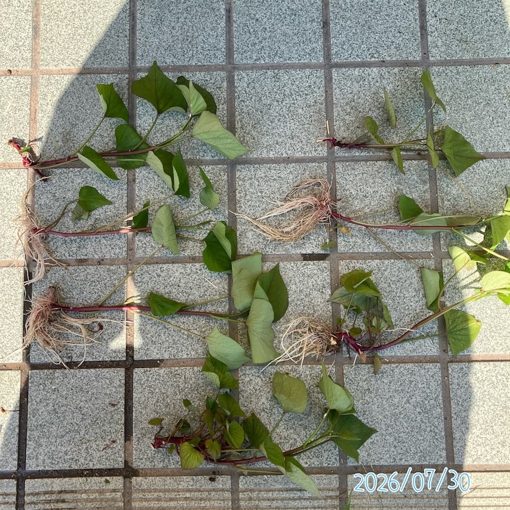 f:id:just_try:20260730092520j:image