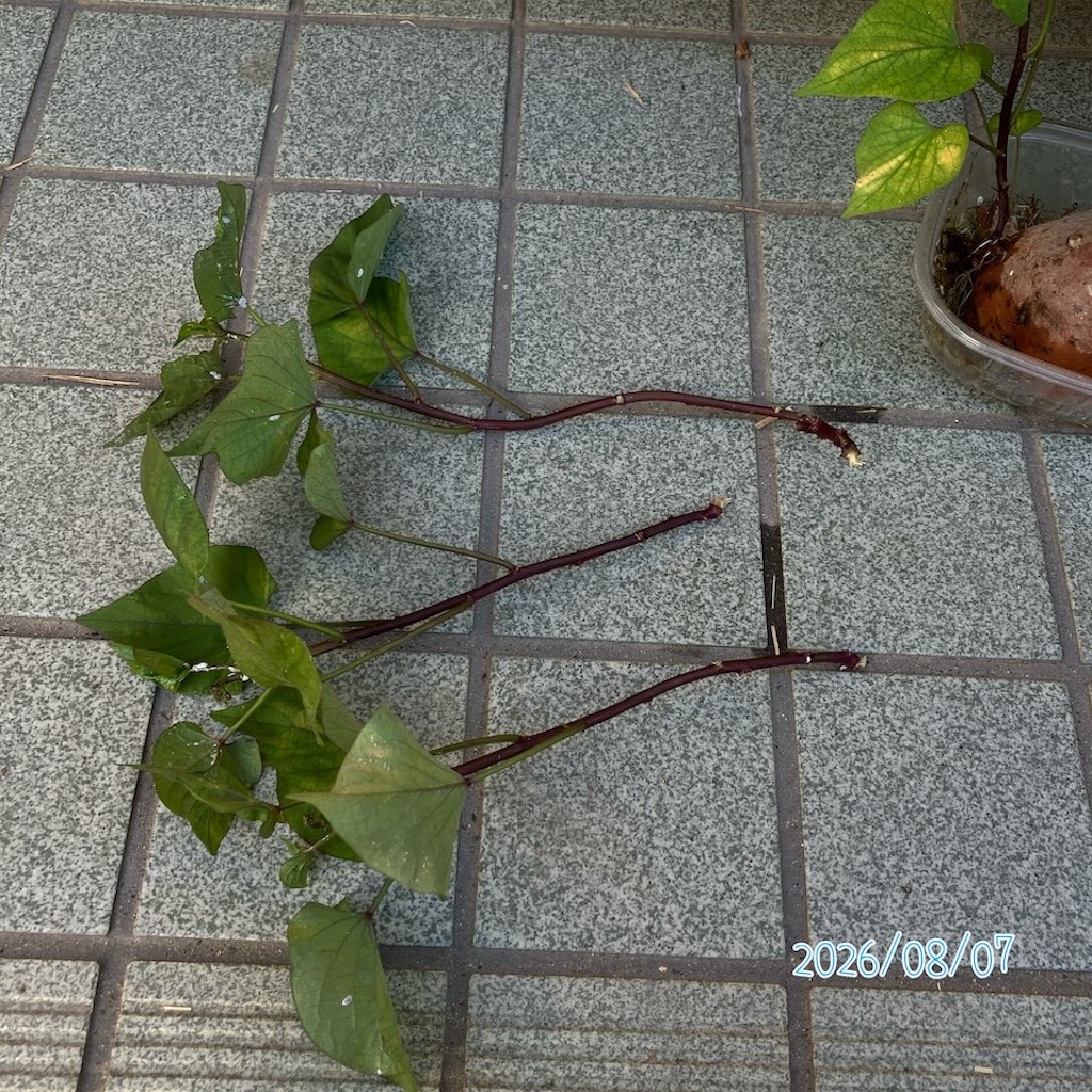 f:id:just_try:20260807155314j:image