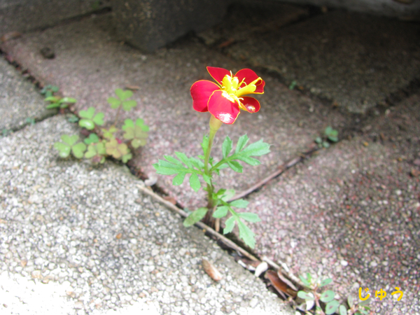 油断した、フェイジョアの花が咲いてた - プログラムでおかえしできるかな