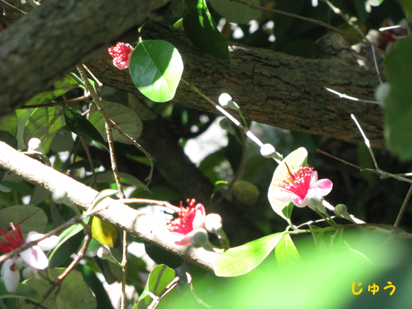 油断した、フェイジョアの花が咲いてた - プログラムでおかえしできるかな