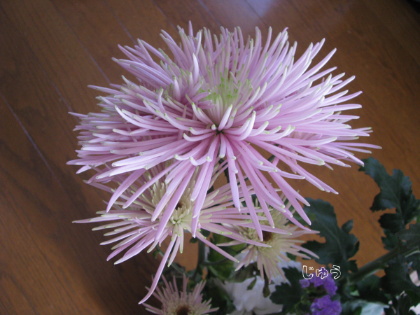菊