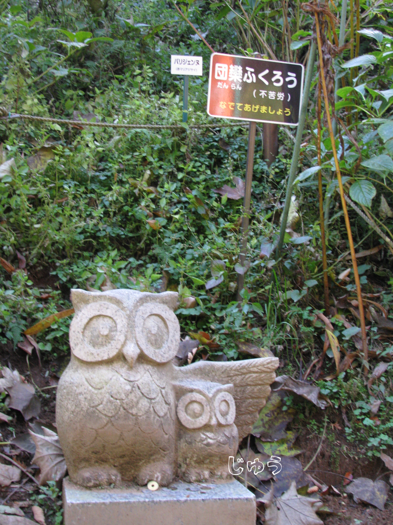 ふくろう神社のフクロウと紅葉 - プログラムでおかえしできるかな