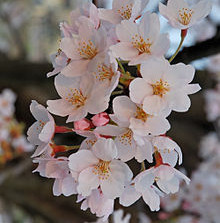 f:id:juverk:20140403143905j:plain