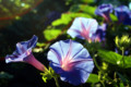 夏の花朝顔