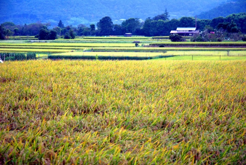 f:id:juzozasa:20100905181907j:image