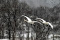 犀川白鳥湖で