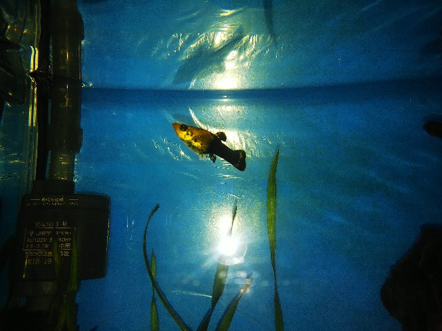 f:id:jy970523:20200420212141j:image