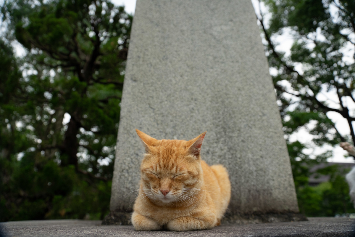 f:id:jyagabata:20190608225158j:plain f:id:jyagabata:20190608225158j:plain