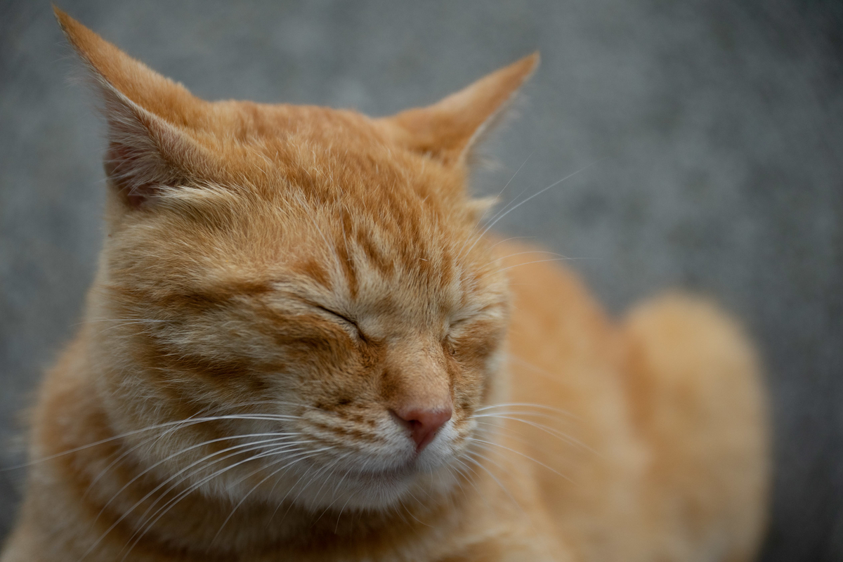 f:id:jyagabata:20190608225205j:plain f:id:jyagabata:20190608225205j:plain