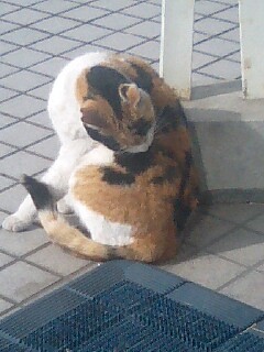 f:id:jyakky7:20080119122627j:image