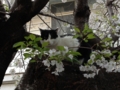 f:id:jyakuchu:20140406173349j:image:medium f:id:jyakuchu:20140406173349j:image:medium