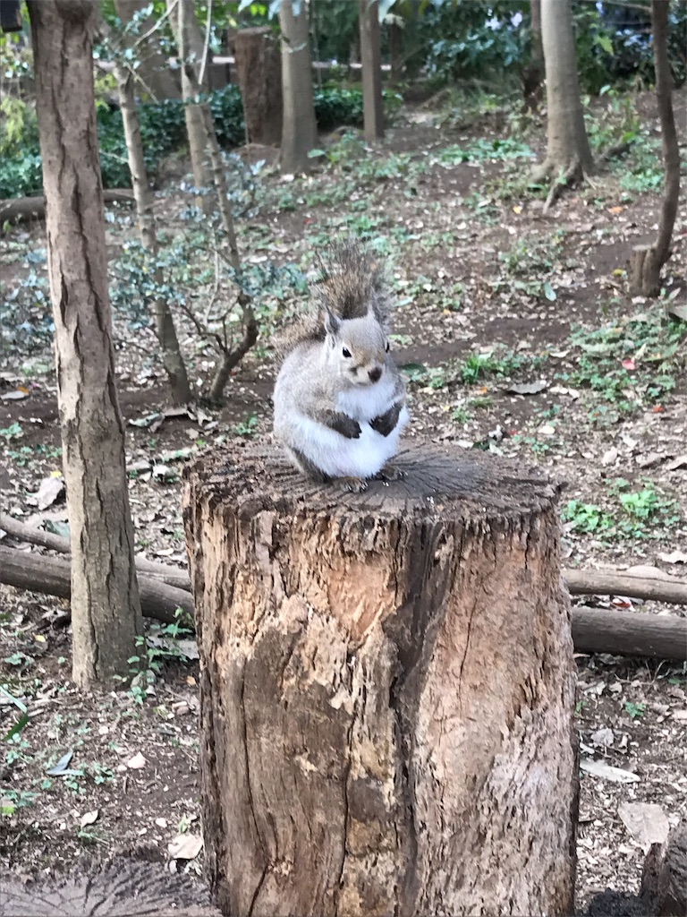 f:id:jyararara:20181125003403j:image