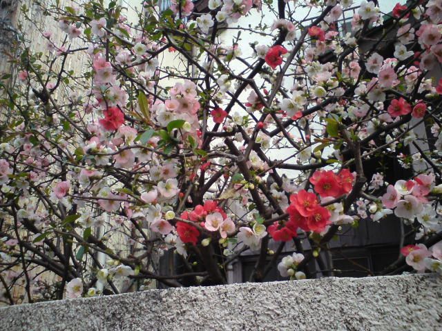 イメージ 5