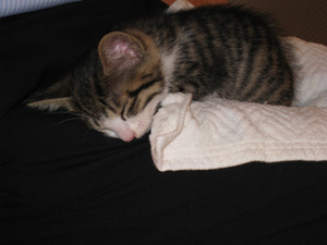 f:id:jyohokan:20100528112751j:image f:id:jyohokan:20100528112751j:image