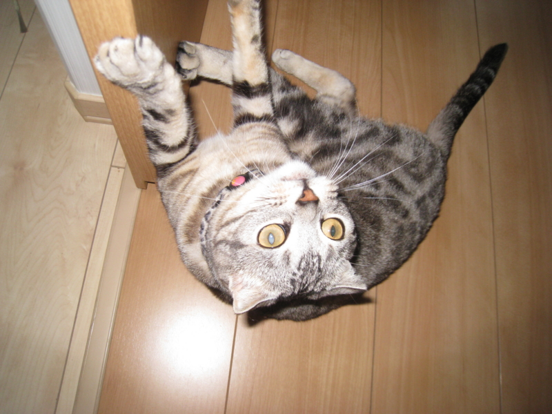 f:id:jyohokan:20130606083256j:image:w360