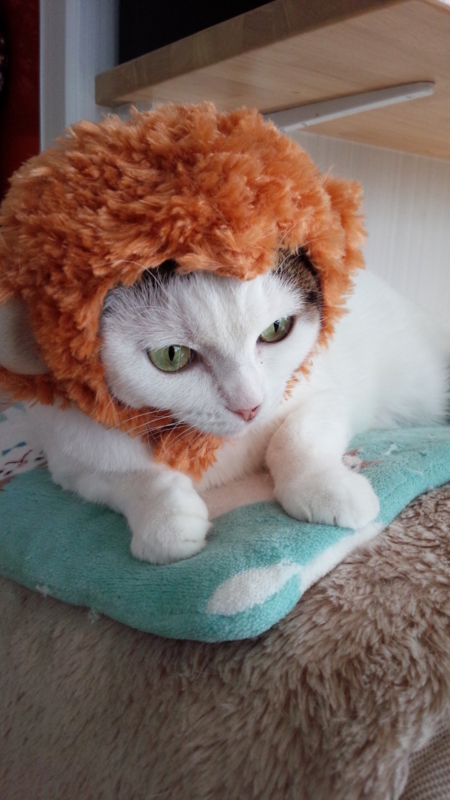 f:id:jyohokan:20151116093622j:image:w360