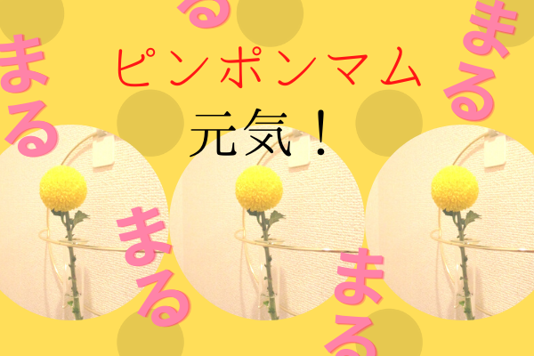 ピンポンマム 花言葉は 君を愛す トイレに飾ったところ 元気をもらいました だすがさきぶろぐ