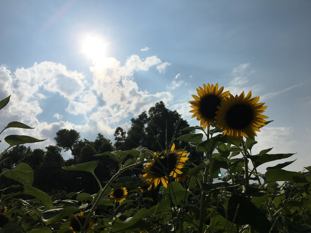 f:id:jyoshibook:20190831145353j:plain f:id:jyoshibook:20190831145353j:plain