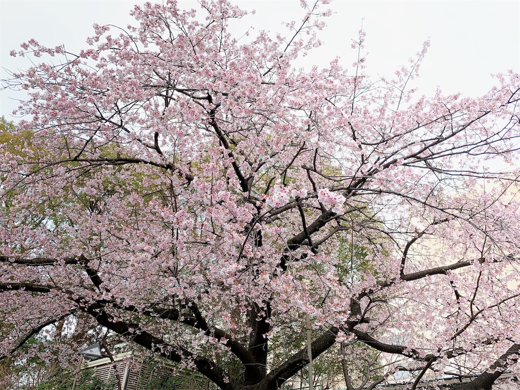 f:id:jyoshiryoku1209:20200305020738j:image