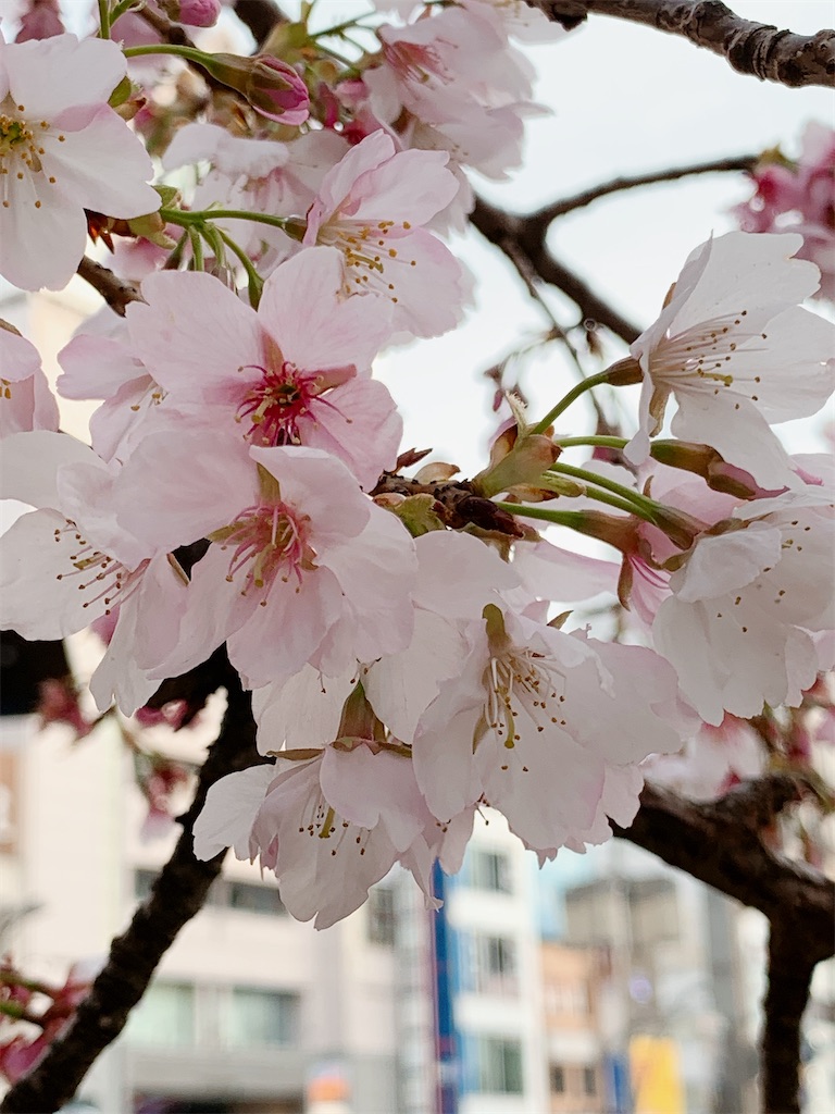 f:id:jyoshiryoku1209:20200305020754j:image