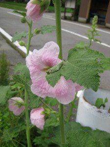 f:id:jyoukouji:20100629150323j:image f:id:jyoukouji:20100629150323j:image