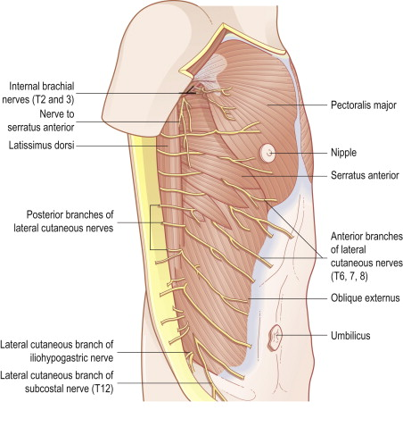 Lateral Cutaneous Nerve Entrapment Syndrome コミュニティホスピタリスト 奈良